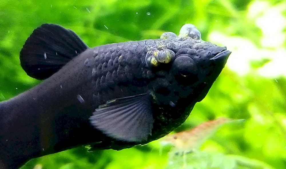 Goldfisch Teleskopfisch schwarz