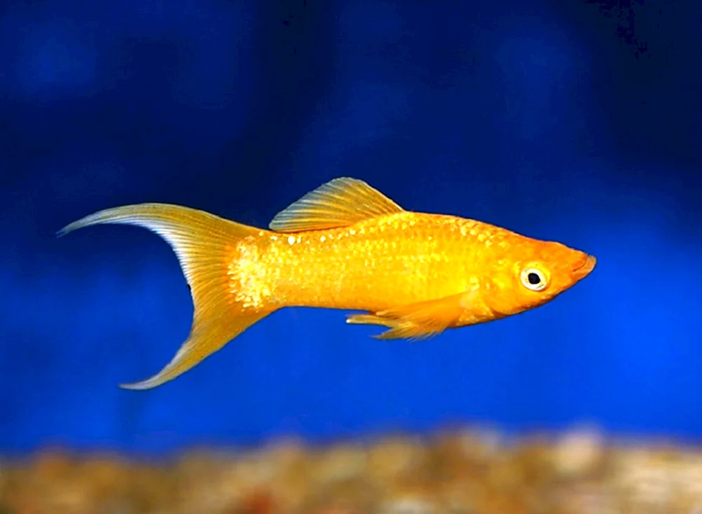 Schwarze Molly Molliesia