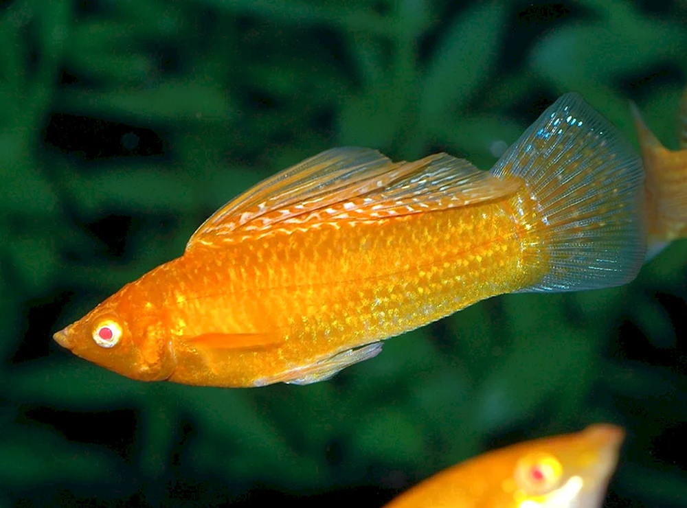 Mollinesia Molly