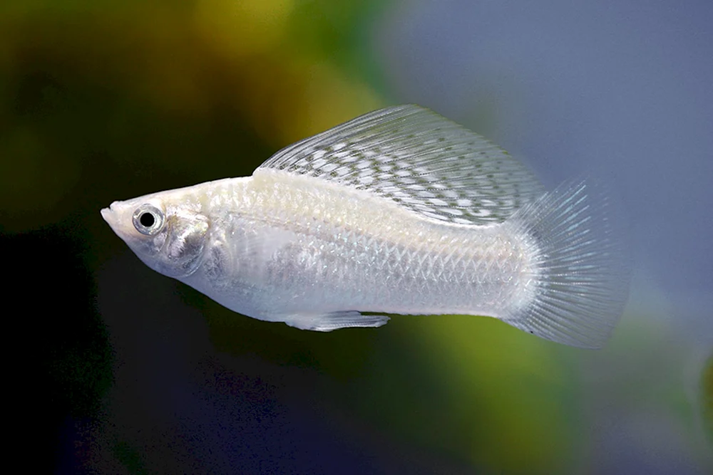 Schwarzer Molly Mollynesia Mollynesia