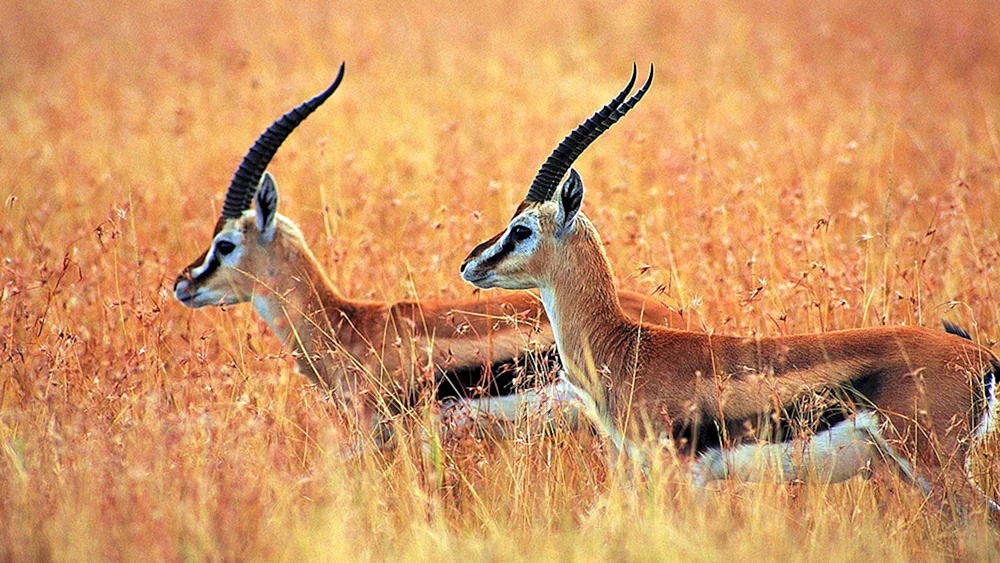 Antilopengazelle