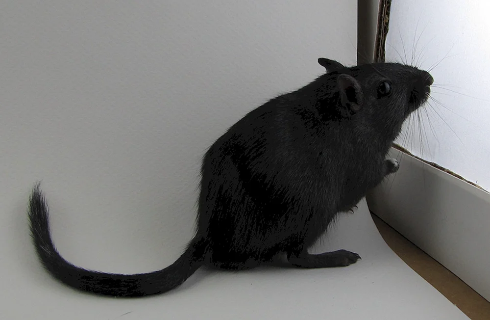 Rattus Rattus Rattus schwarze Ratte