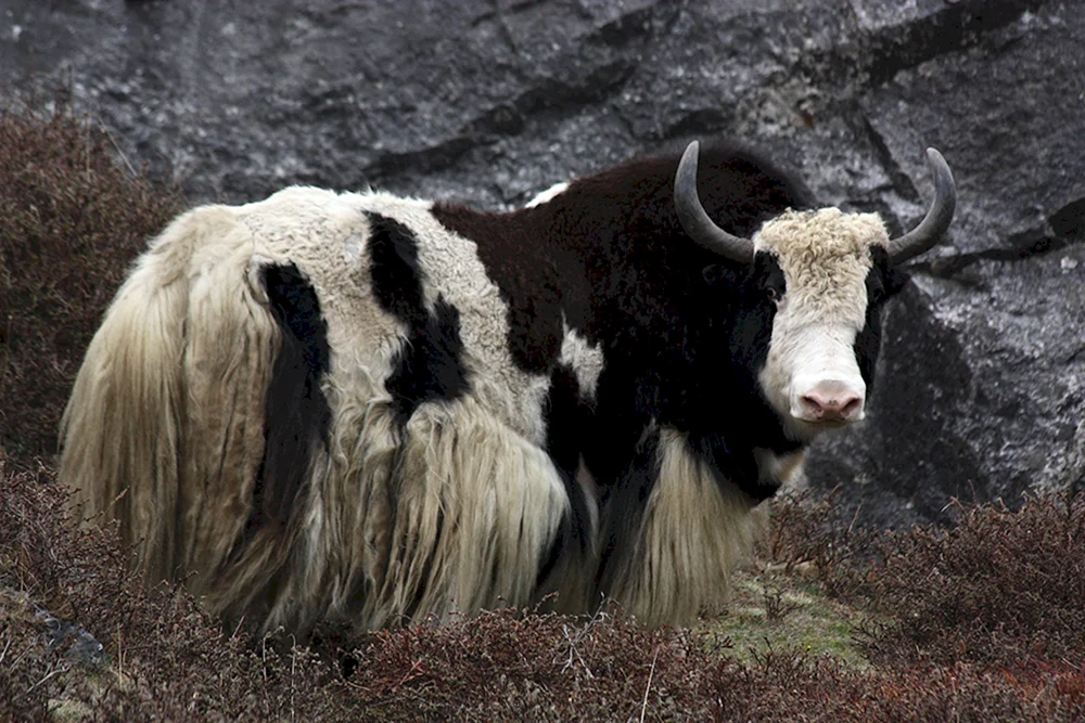 Mongolische Bullen Sarlyk