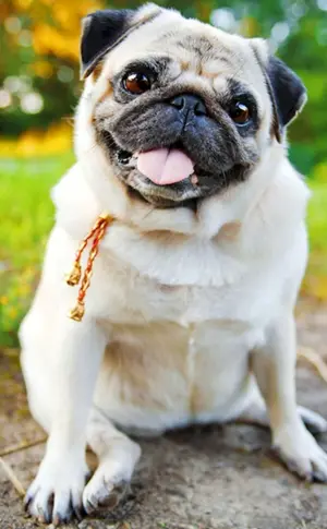 Mops