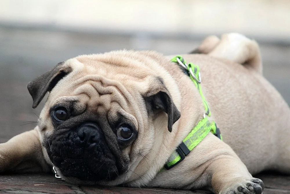Mops Rassen