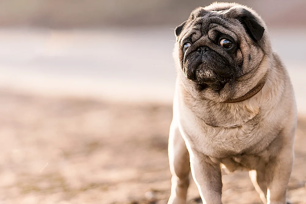 Mops Rassen