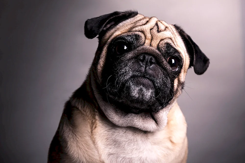 Mops Rassen