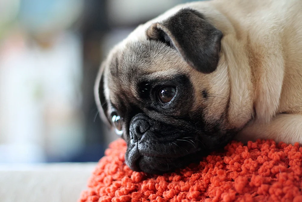 Mops Rassen