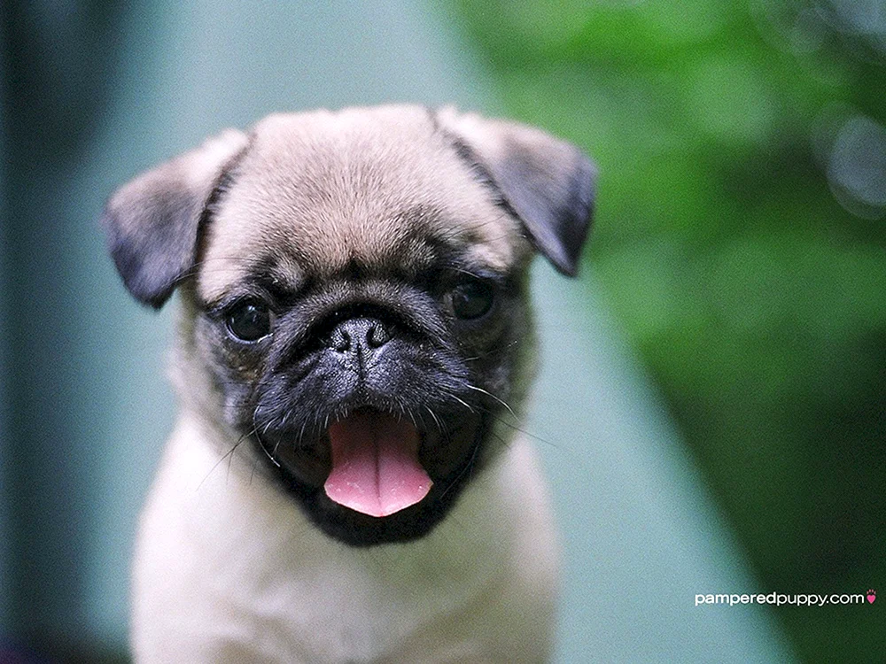 Doggy Mops