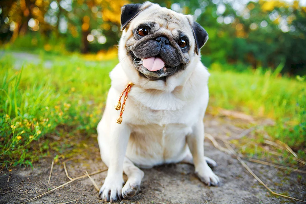 Mops