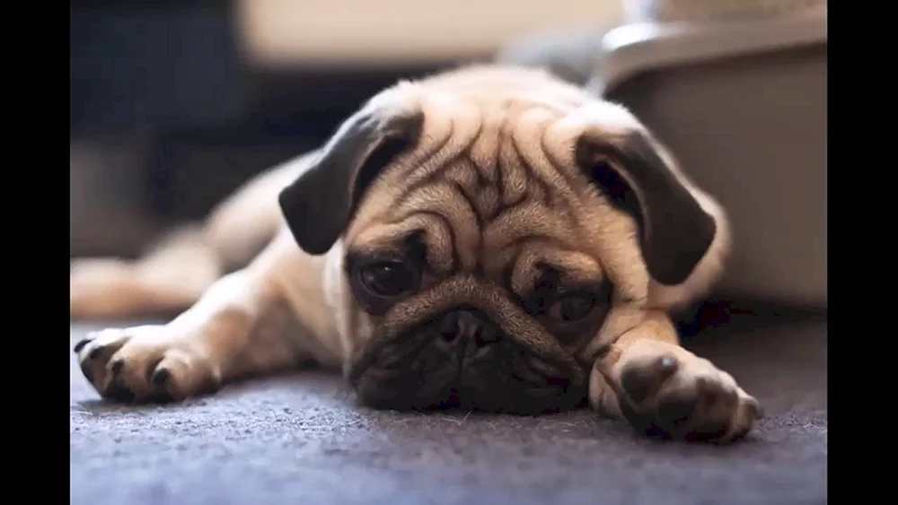 Mops