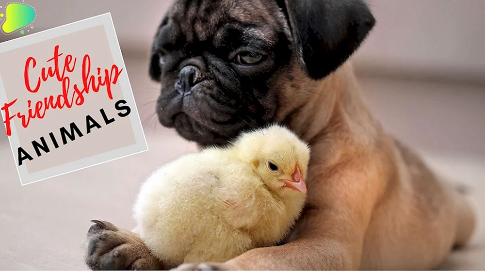 Mops