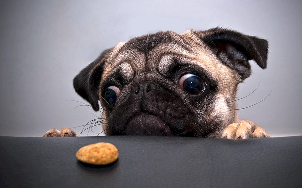 Mops