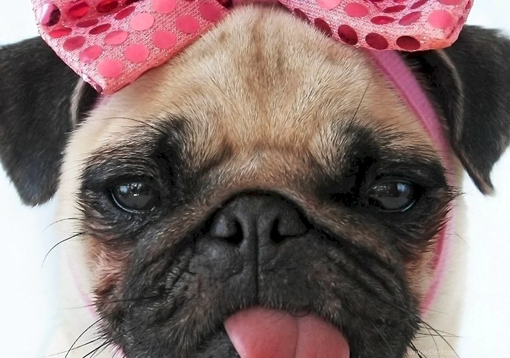 Mops