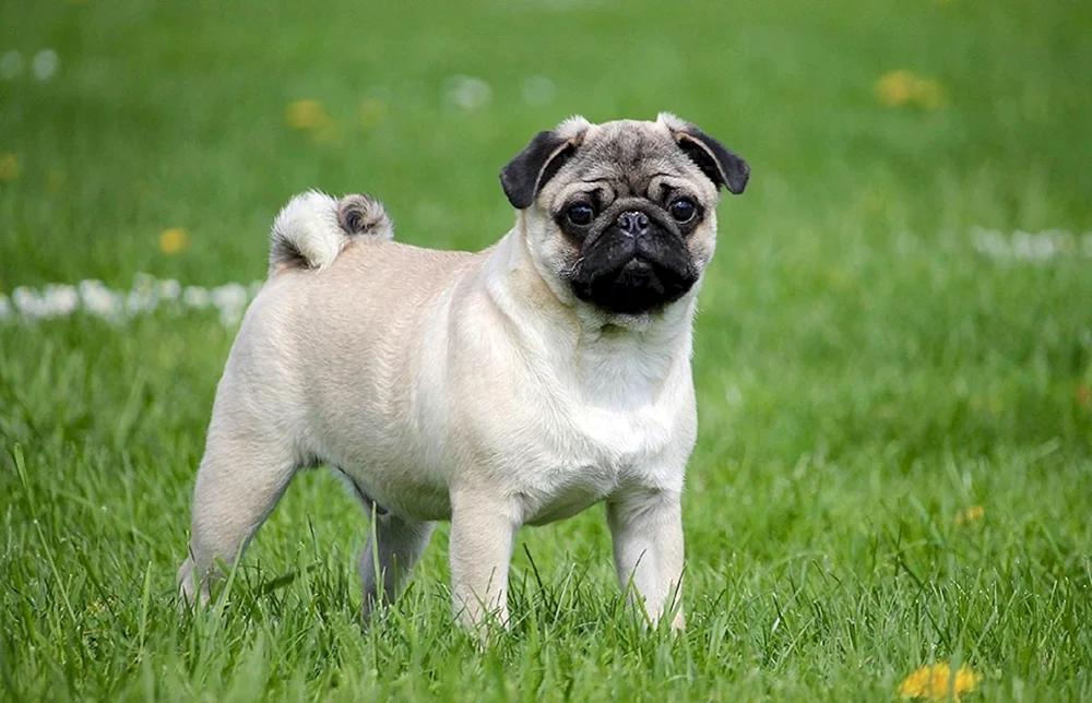Mops Hunderasse