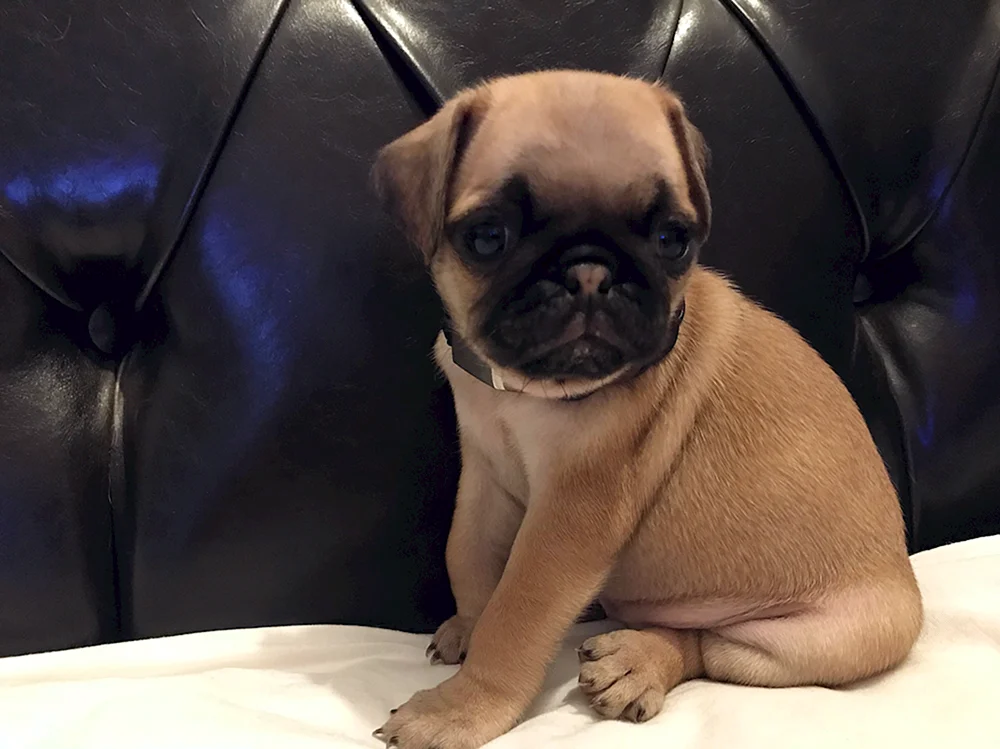 Bulldogge Mops