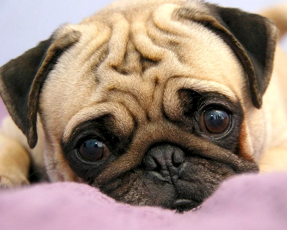 Mops