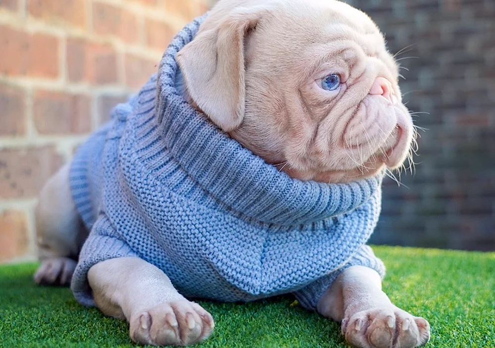 Mops albino