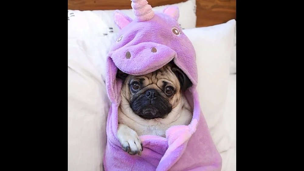 Mops