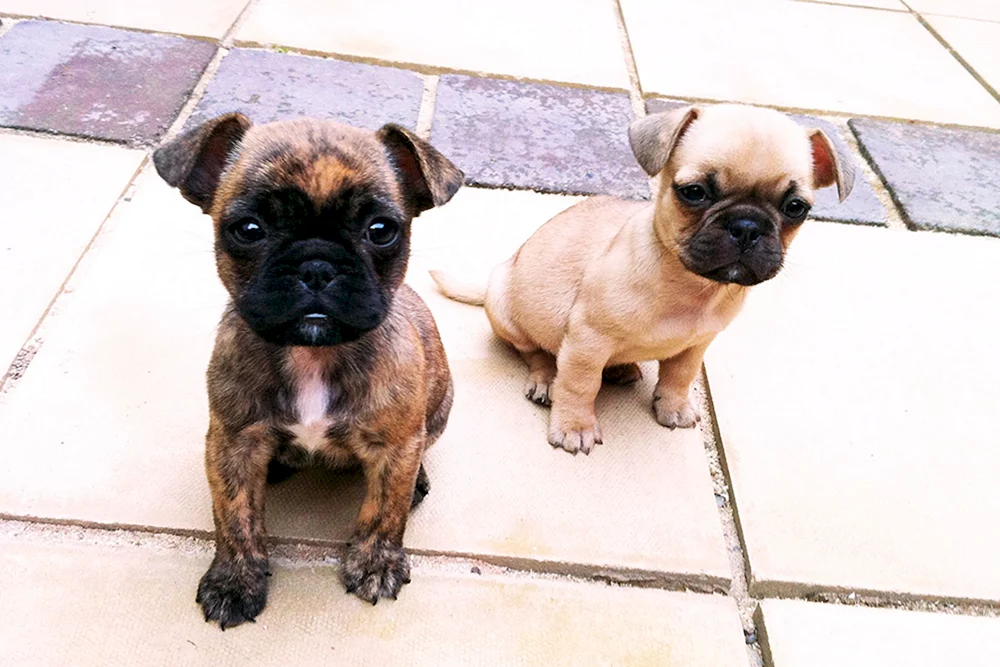 Französische Bulldogge/Chihuahua-Mix
