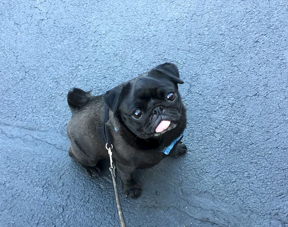 Papillon Métis Pug