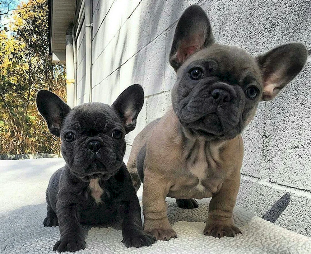 Mops Chih Französischer Mops