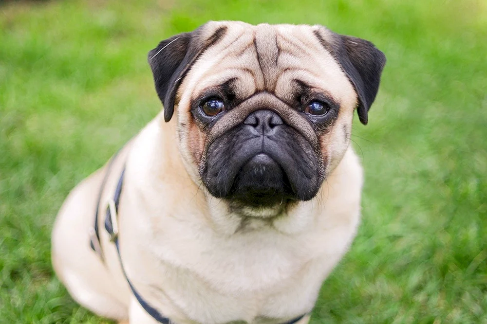 Mops Mädchen