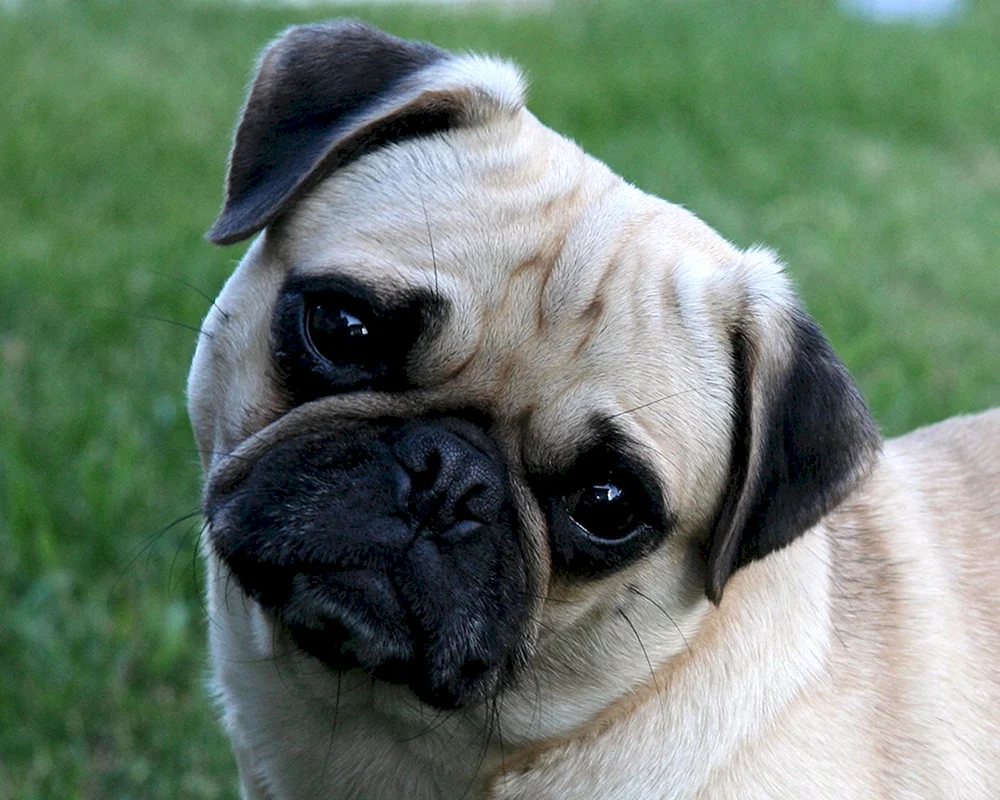 Zwergmops Hund