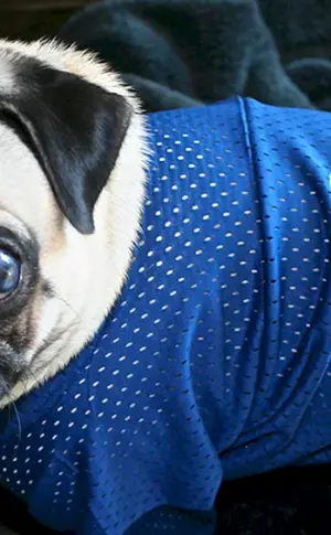 Mops und Bulldogge