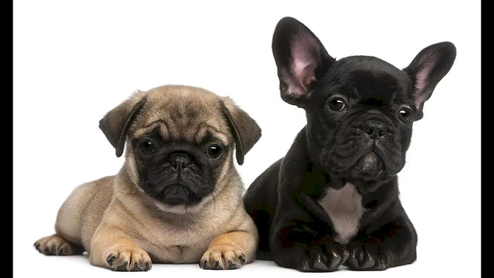 Mops und Mops und Bulldogge
