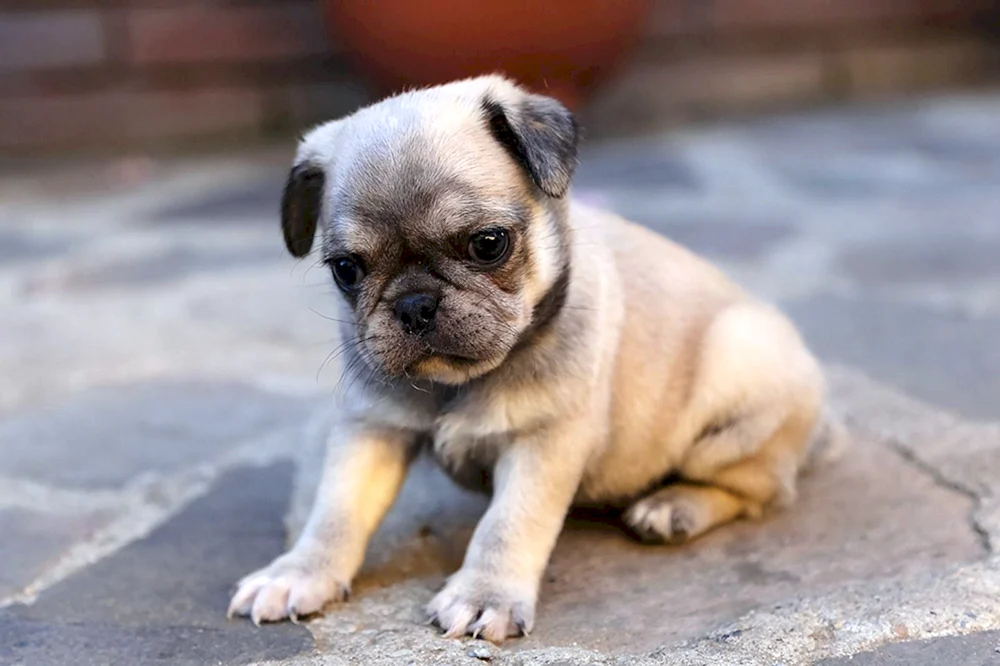 Mops und Mops und Bulldogge