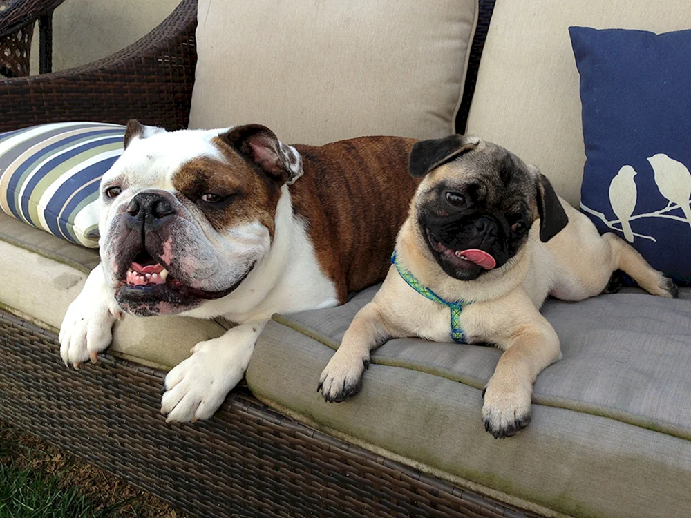 Mops und Bulldogge