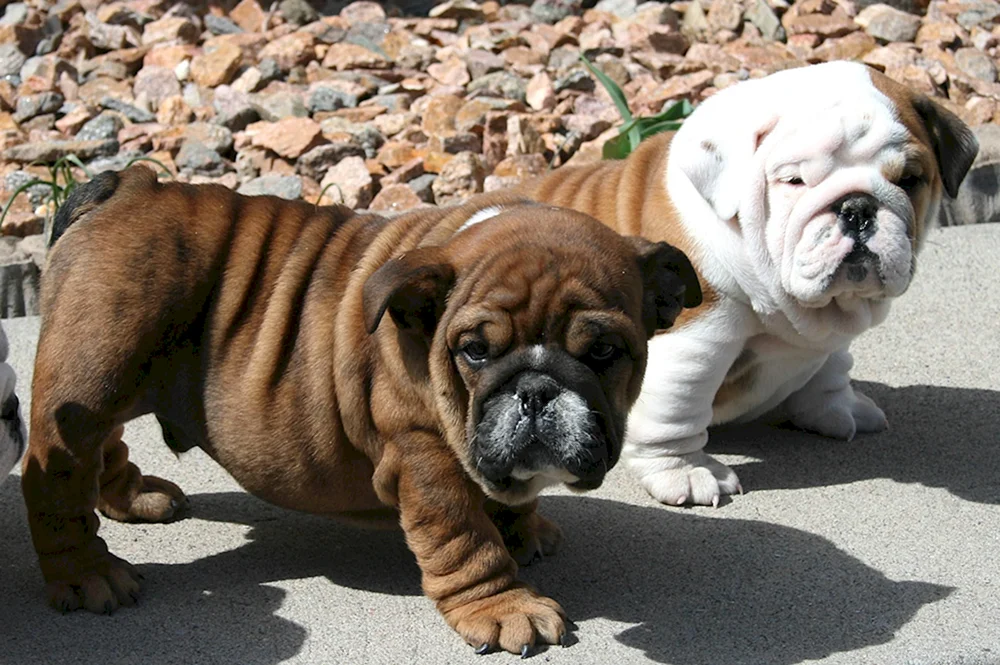Mops. und Bulldogge