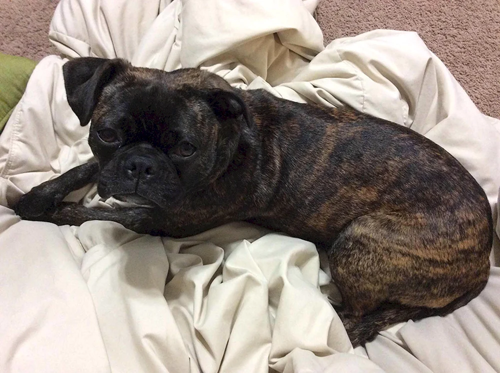 Mops und Bulldogge