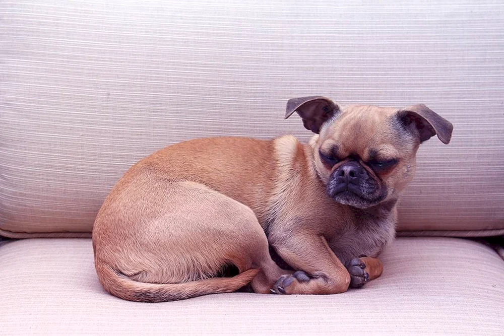 Mops und Chihuahua