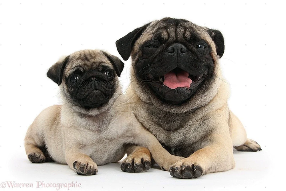 Mini Mops schwarz Welpe