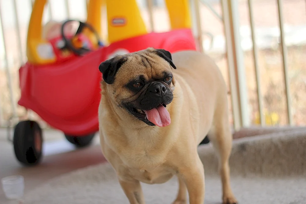 Bulldogge Mops
