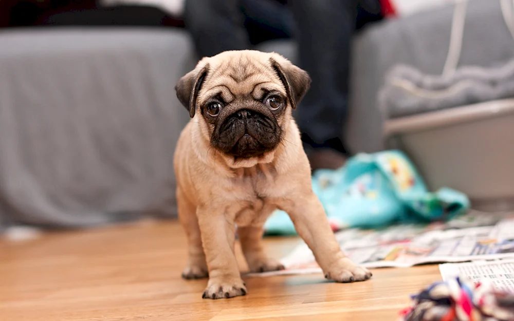 Mops Rassen