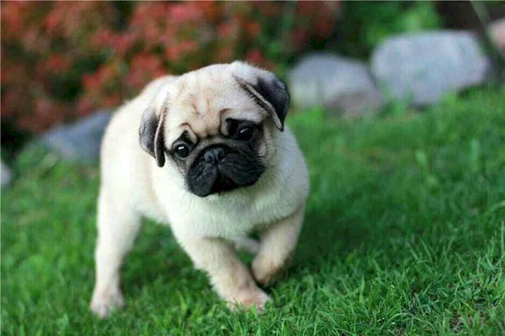 Mops Hunderasse
