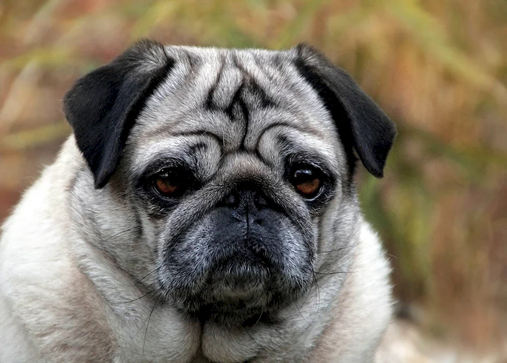 Mops Hunderassen
