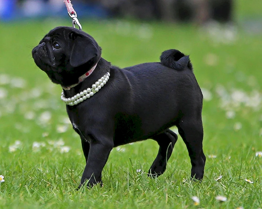 Mops Hunderasse