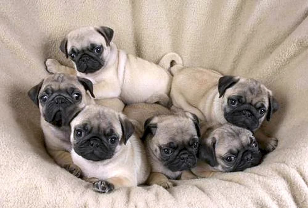 Mops Hunderasse