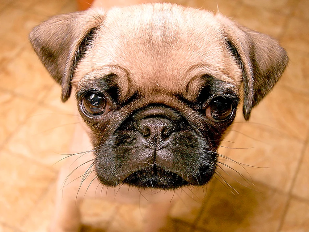 Baby Eyes