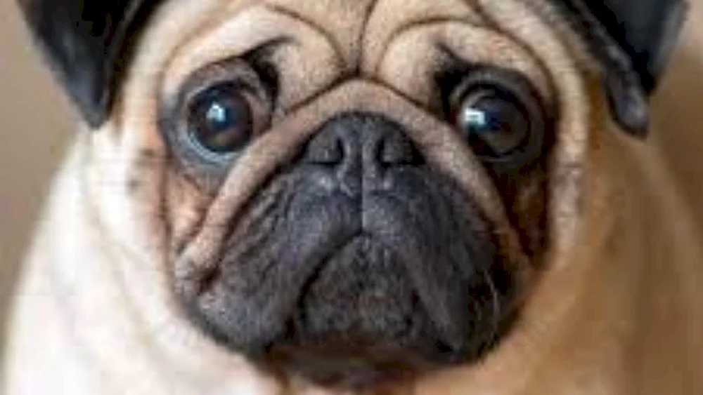 Mops Hunderassen