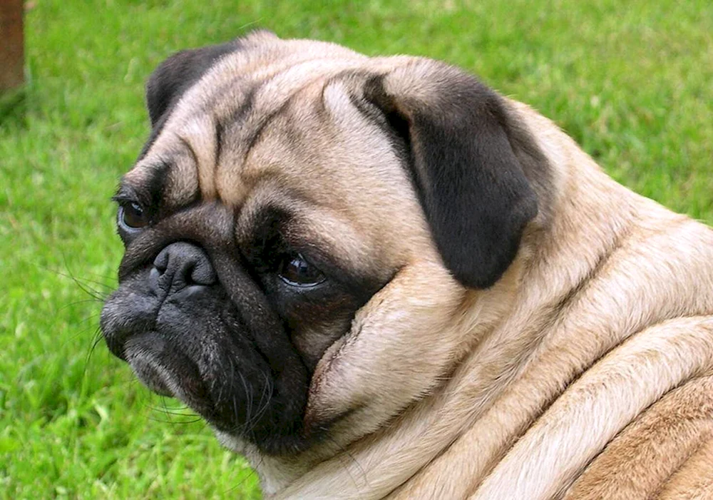 Mops Hunderassen