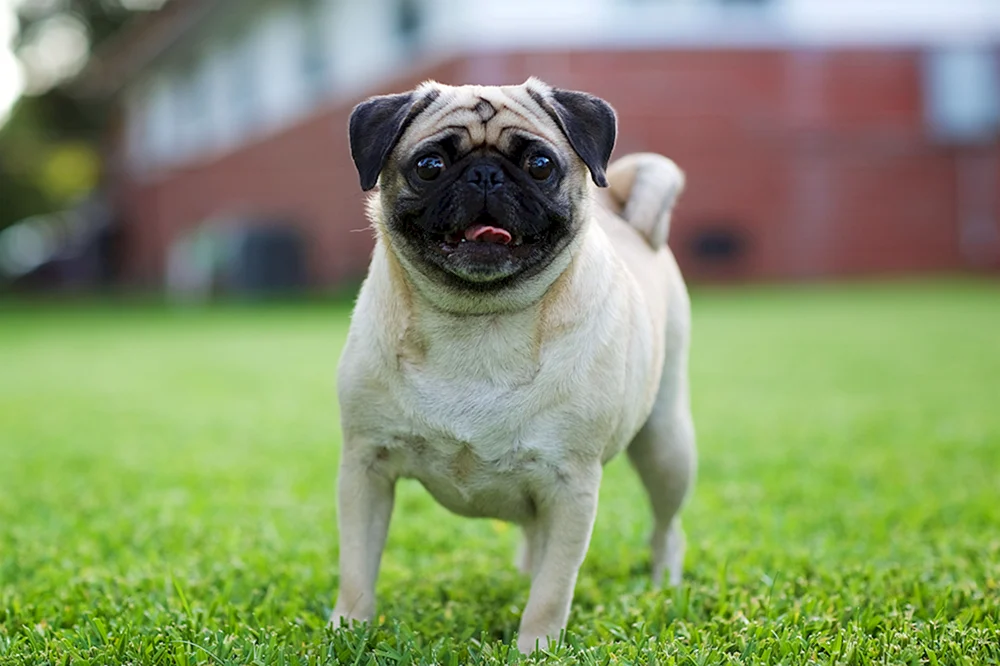 Mops Rassen