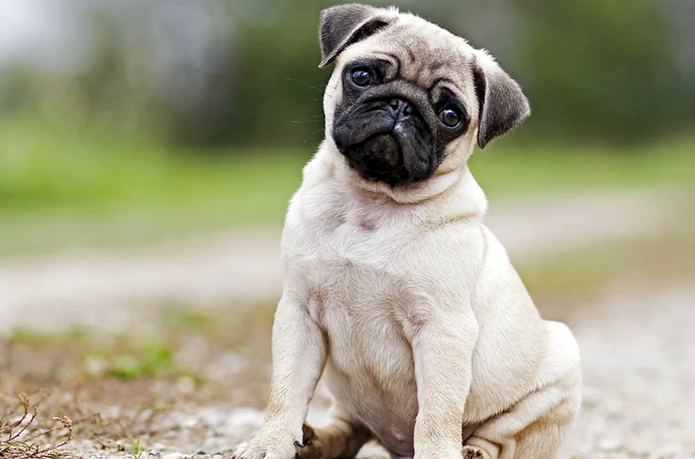 Mops Hunderasse