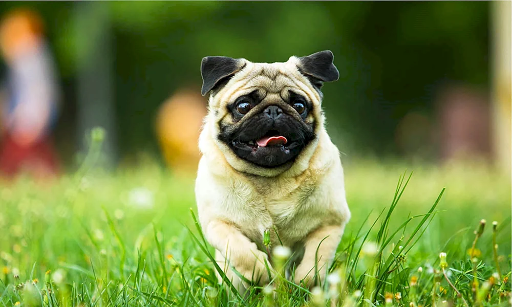 Mops Rassen