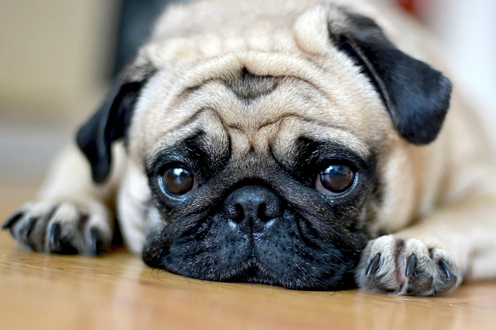 Mops Rassen