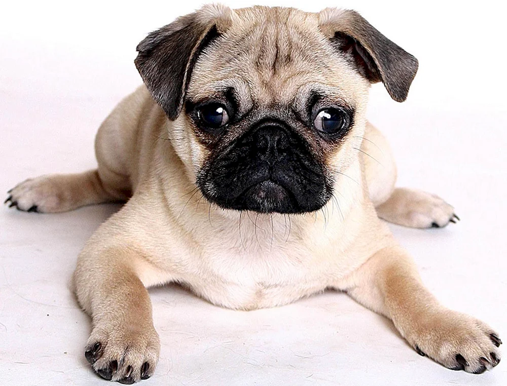 Mops Rassen